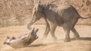СЛОН В ДЕЛЕ! Слон против львов, крокодилов, носорогов