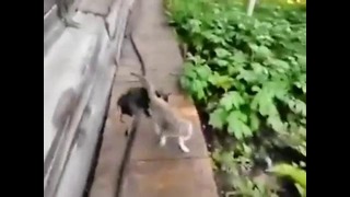 Собака спасает рядового кота