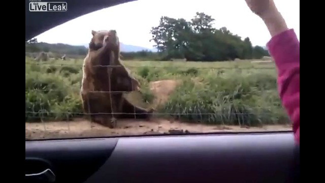 Добродушный медведь