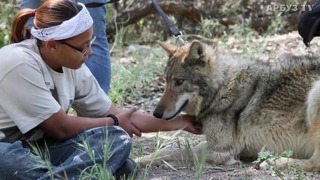 Студент подобрал на улице волчонка, но дружбы у них не вышло