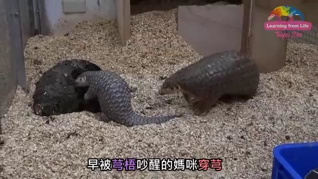 Мелкие панголины ( броненосцы )