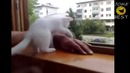 Ох уж эти кошки