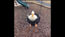 Unusual Memes Compilation V56