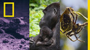 Explorers Make an Impact | Africa Earth’s Wild Home | National Geographic