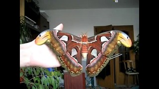 Огромная красивая бабочка