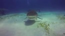 Tiger Shark vs Go Pro Mild Shark Attack