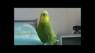 Попугай поёт на таджикском