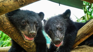 Orphan Moon Bears Stolen From Sanctuary | Bears About The House | BBC Earth