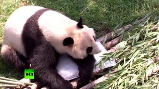 Панда на льду: в китайском зоопарке спасают животных от жары