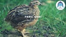 Fozil Qori Xikoya Bedana