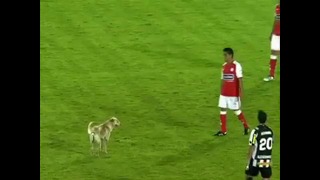 Собака прервала футбольный матч