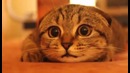 Кот смотрит Ужастики