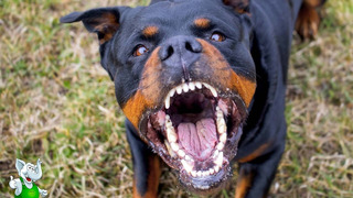 10 Самых Агрессивных Собак в Мире