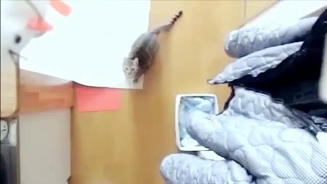 Прыгающий котэ – Jumping cat – slow motion
