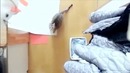 Прыгающий котэ – Jumping cat – slow motion