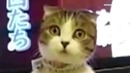 Surprised cats [удивленные коты