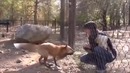 Как лиса просит кушать