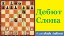 Шахматы для начинающих. ДЕБЮТ СЛОНА. Школа шахмат d4-d5