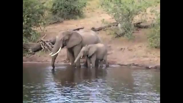Крокодил атаковал Слона