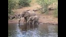 Крокодил атаковал Слона