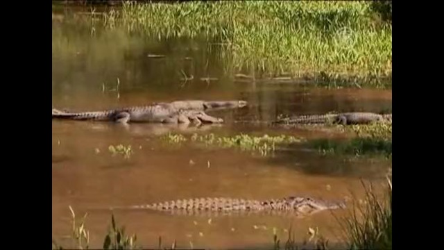 «Захват гнезда» – крокодила держат вручную