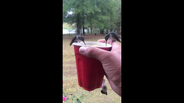 Чаепитие с колибри