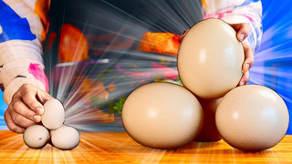 Яйца страуса vs куринные яйца что вкуснее