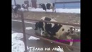 Подборка приколов февраль 2016