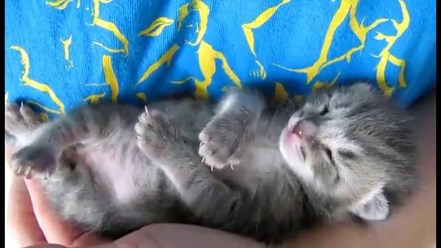 Сладкий сон 3-х недельного котенка
