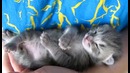 Сладкий сон 3-х недельного котенка