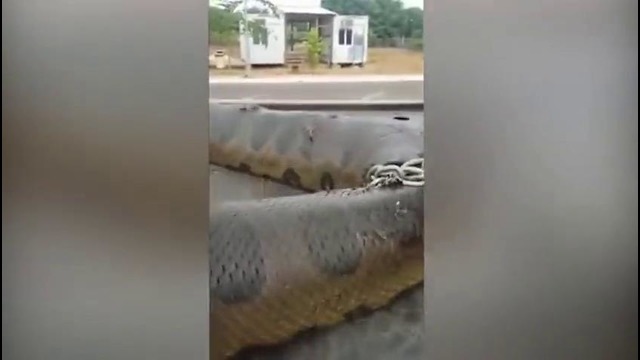 В Бразилии поймали 10 метровую анаконду