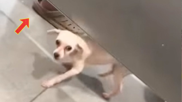 When the dog discovers you are in the WC house 🥰 Funny Animal Videos 2023 #2