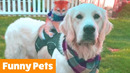 Funny Adorable Animals | Funny Pet Videos