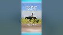 Вот На Что Способен СТРАУС #shorts