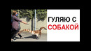 Лютые приколы. Выгуливаю собаку в карантин. собаку. СОБАКУ! ААААА