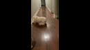Dog Adorably Jumps At Ball #shorts
