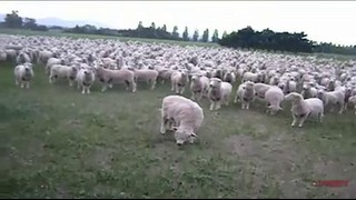 Овцы протестуют