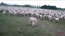 Овцы протестуют