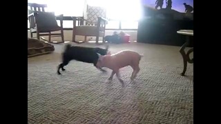 Щенок vs свинки