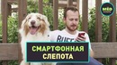 Смартфонная слепота – МЁD