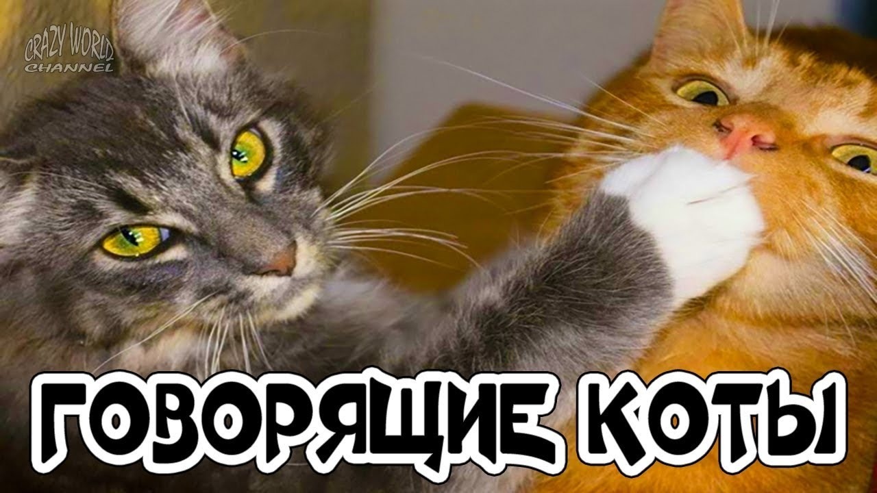 Смешные говорящие коты, кошки и другие животные - Mover.uz