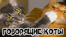 Смешные говорящие коты, кошки и другие животные