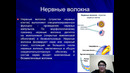 Unit 40 Физиология нервных волокон и синапсов