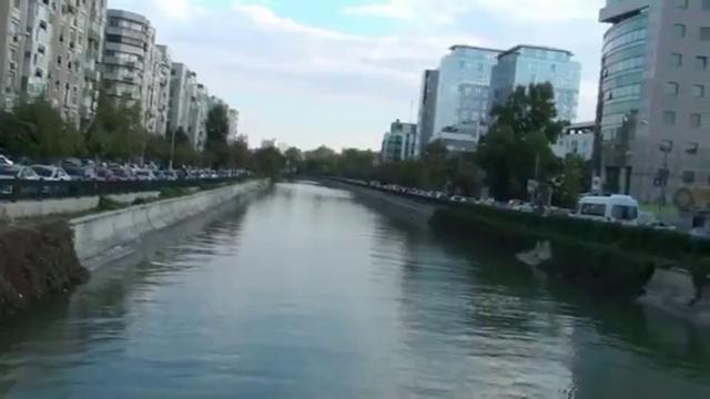 Дельфины в реке Бухареста
