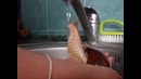 Водные процедуры домашней улитки