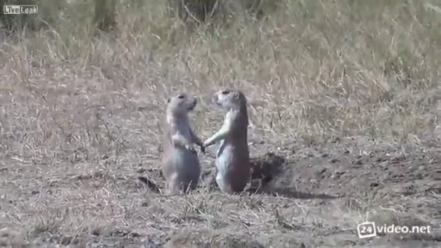 Поцелуй на прощание