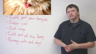 Cat Idioms in English