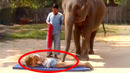 ELEPHANT MASSAGES WOMAN! | FUNNY ANIMALS