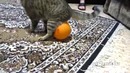 Кот, шарик и электростатика