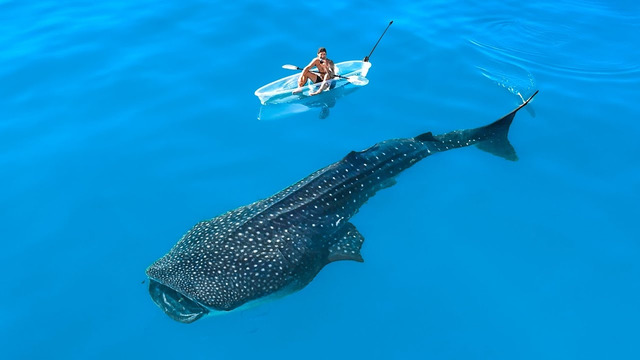 I Found The Rarest Sea Animals In My Transparent Kayak